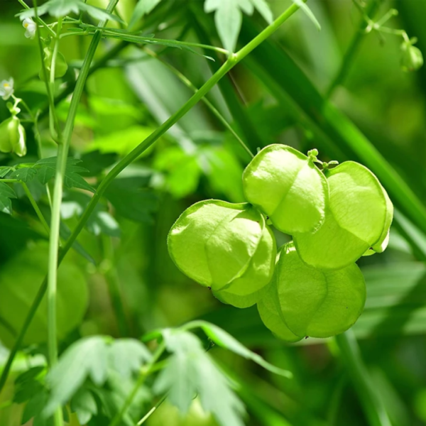 Second image of Mudakathan - Raw Herbs