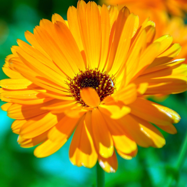 Second image of Dried Calendula Flower