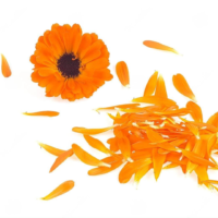 Dried Calendula Flower2