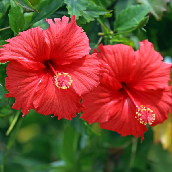 Second image of Dried Hibiscus
