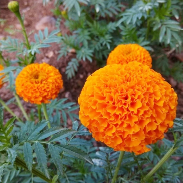 Second image of Dried Marigold – Orange (without seed) Petals