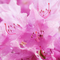 Dried Rhododendron Flower2