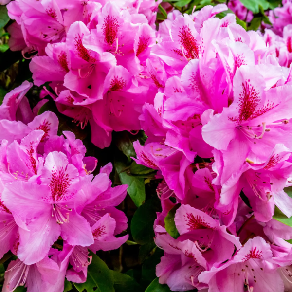 Second image of Dried Rhododendron Flower