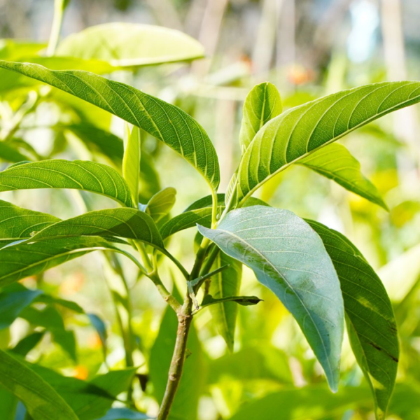 Second image of Aadathoda Leaves - Raw Herbs