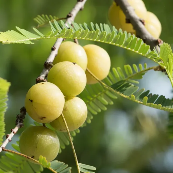 Second image of Amla - Raw Herbs