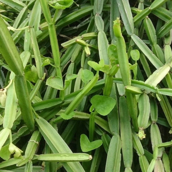Second image of Pirandai - Raw Herbs