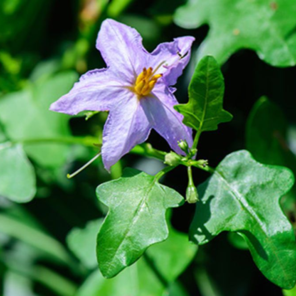 Second image of Thoothuvalai - Raw Herbs