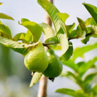 TBC - guava leaves1