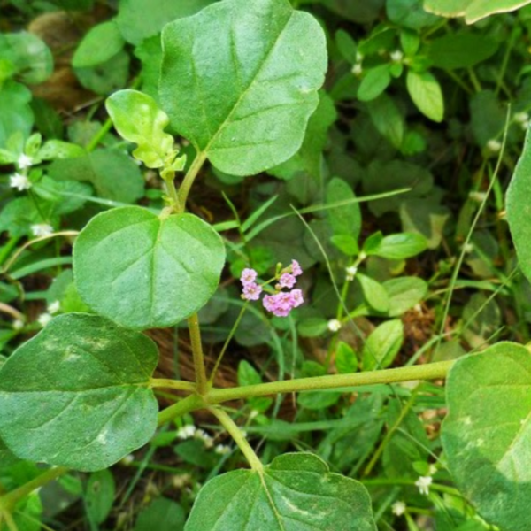 Second image of Mookirattai - Raw Herbs