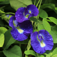 dried Butterfly Pea petals2