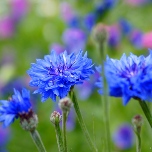 Second image of Dried Bluecorn Flower