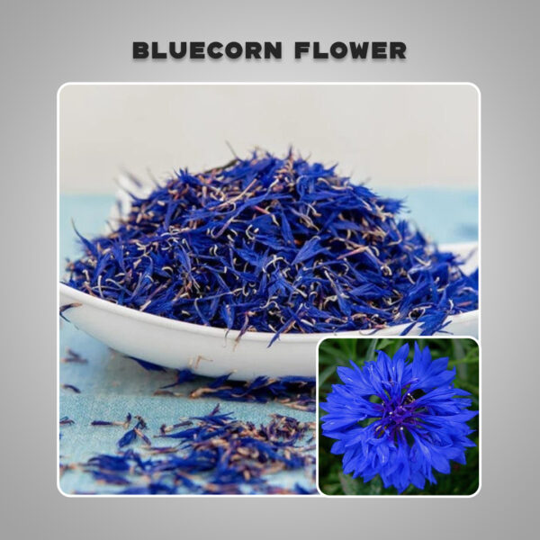 Dried Bluecorn Flower