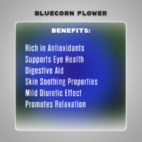 dried bluecorn flower4