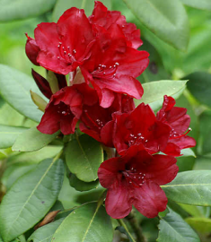 Dried Rhododendron flower