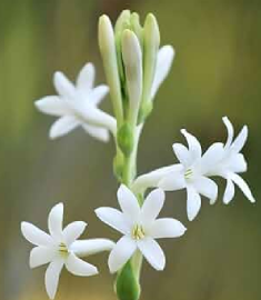 Dried Tuberose