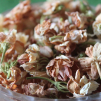 dried jasmine flowers