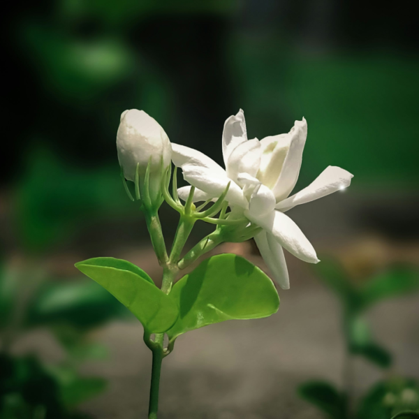 Second image of Dried Jasmine