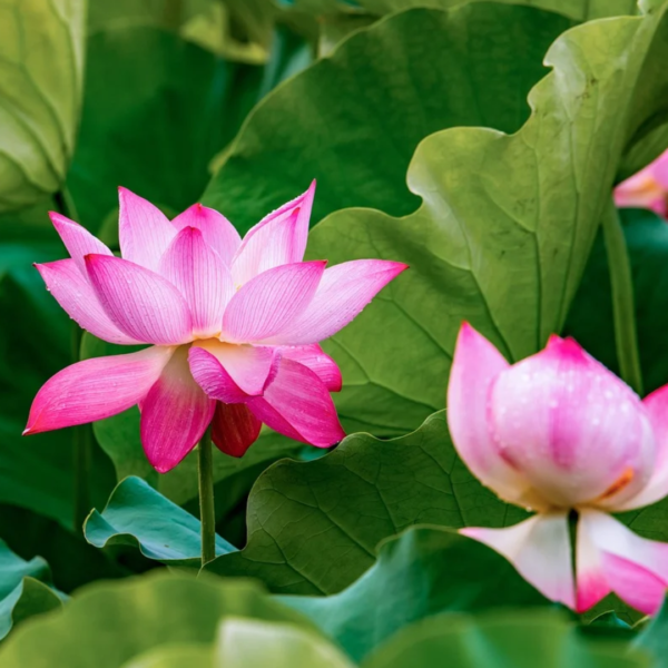 Second image of Dried Lotus Petals
