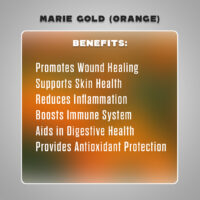 dried marry gold orange4