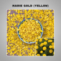 dried mary gold yellow3