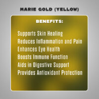 dried mary gold yellow4
