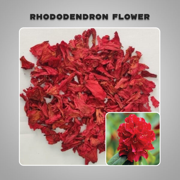 Dried Rhododendron Flower