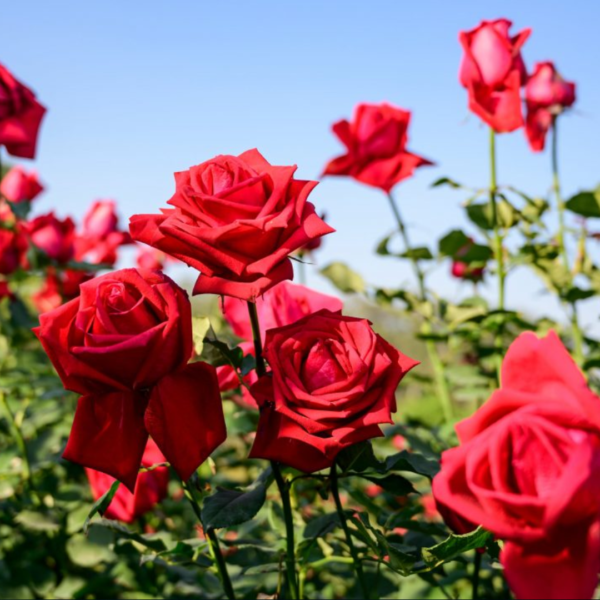 Second image of Dried Rose Petals