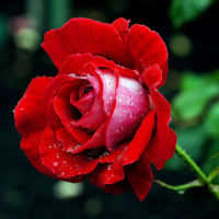 dried rose petals1