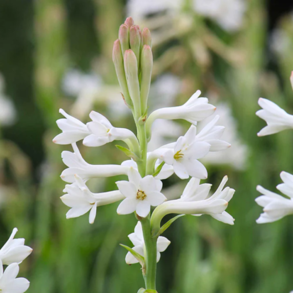 Second image of Dried TubeRose