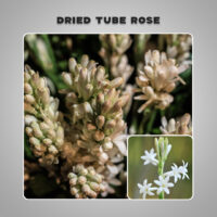 dried tube rose3