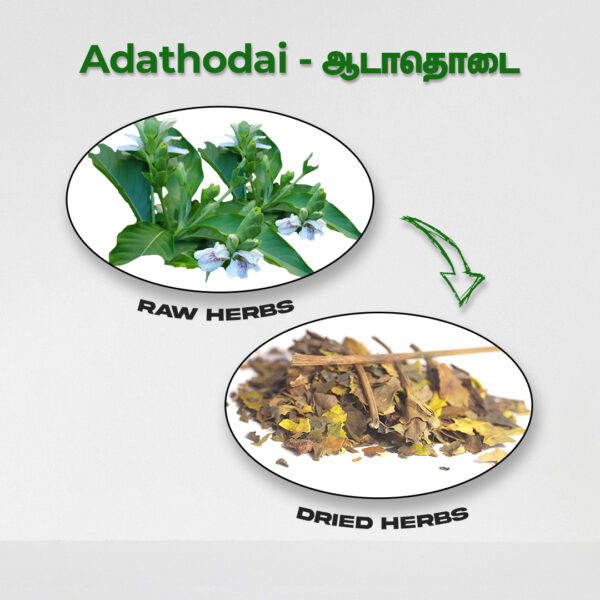 Aadathoda Leaves - Raw Herbs