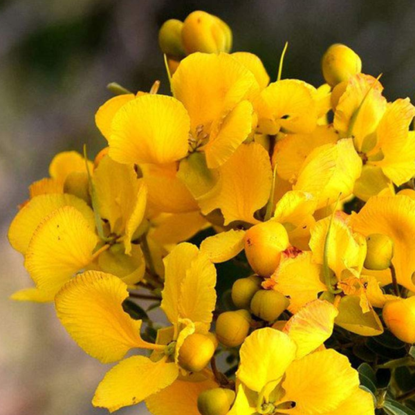 Second image of Aavarampoo - Raw Herbs