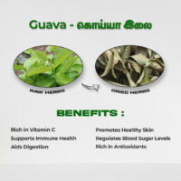 raw herbs - guavaleaves2