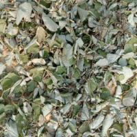 raw herbs - mookirattai
