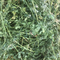 raw herbs - thoothuvalai