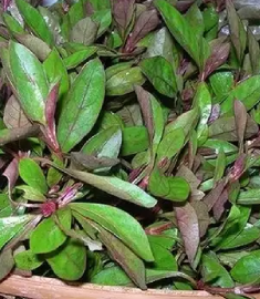 Ponnakanni Keerai