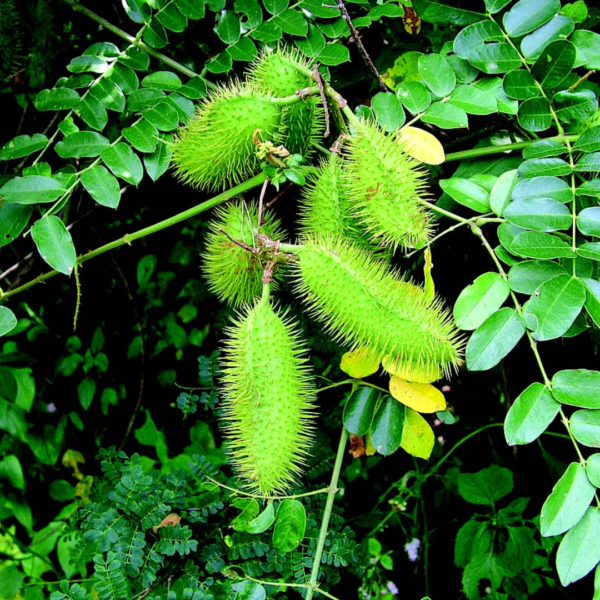 Second image of Kazharchikai - Raw Herbs