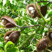 raw herbs - Kazharchikai1