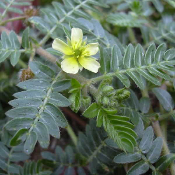 Second image of Nerunchil (Small) - Raw Herbs