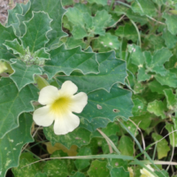 raw herbs - Nerunchil (Yanai)1