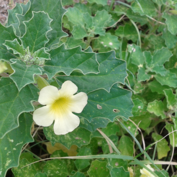Second image of Nerunchil (Yanai) - Raw Herbs