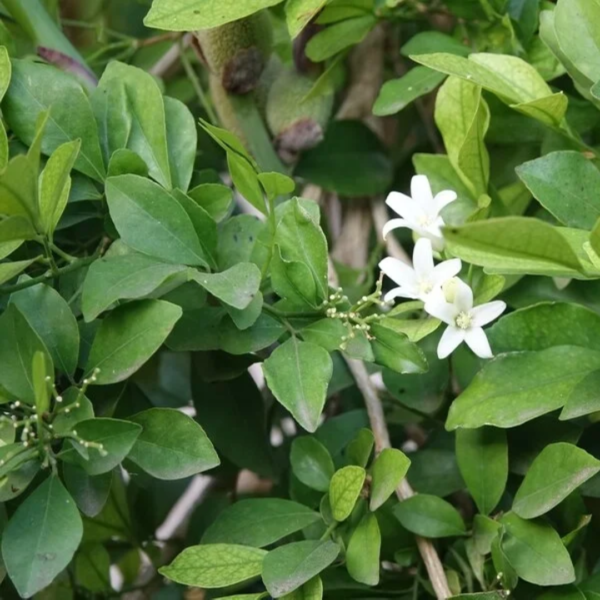 Second image of Sirukurinchan - Raw Herbs