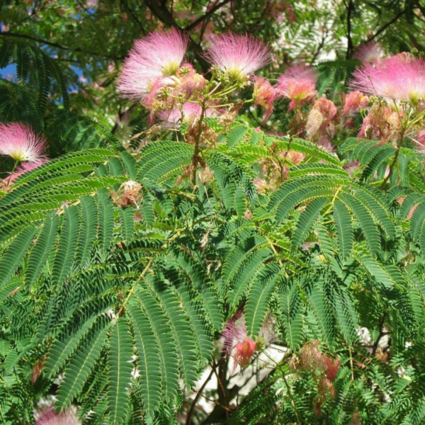 Second image of Arappu Leaves - Raw Herbs