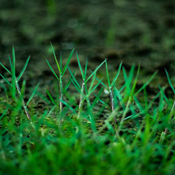 Second image of Arukam Pul - Raw Herbs