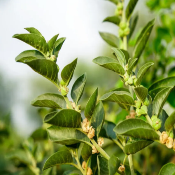 Second image of Ashwagandha - Raw Herbs