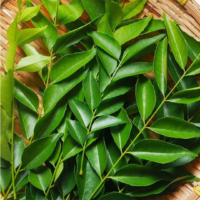 raw herbs - curryleaves