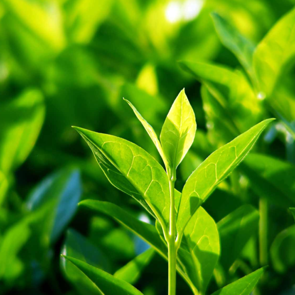Second image of Green Tea Leaves - Raw Herbs