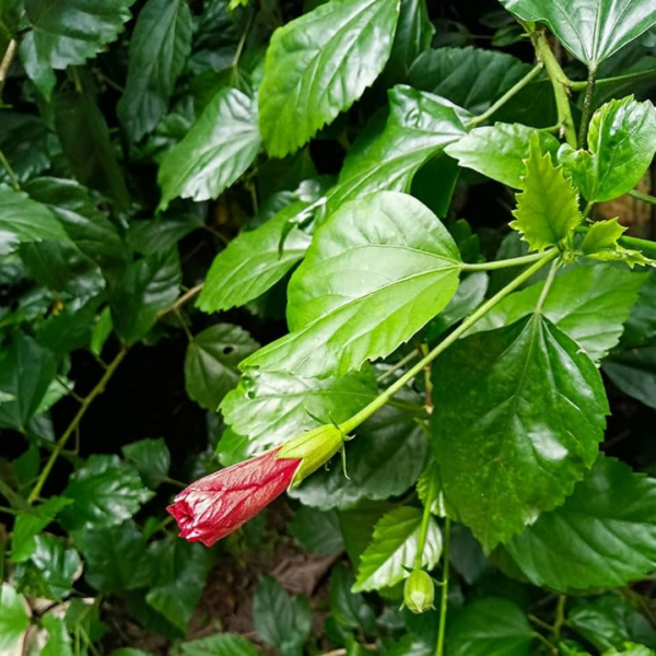 Second image of Hibiscus Leaves - Raw Herbs