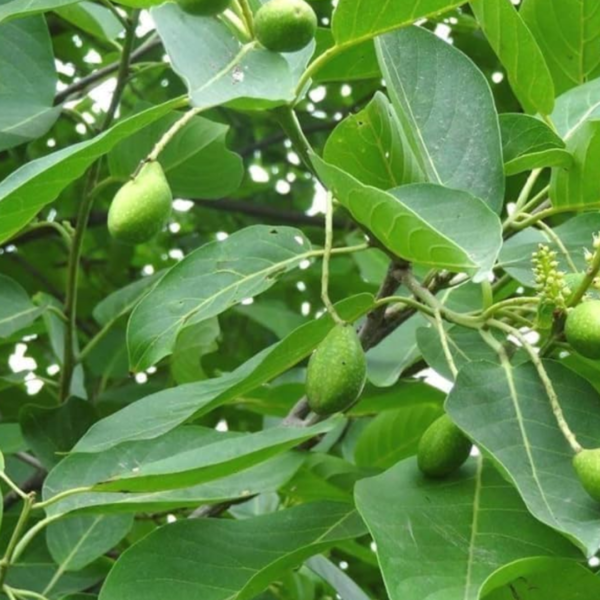 Second image of Kadukkai - Raw Herbs