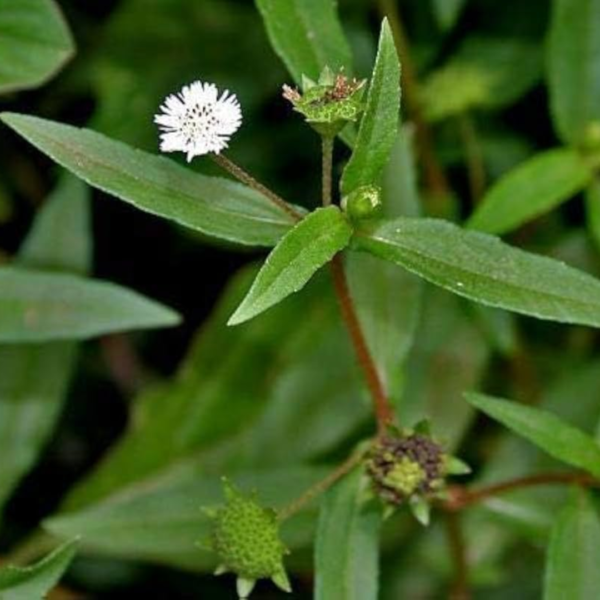 Second image of Karisalankanni (White) - Raw Herbs